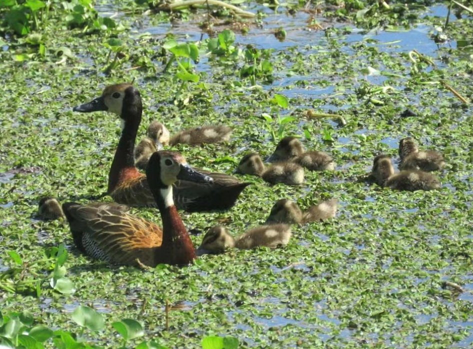 Estado de SP registra primeiro caso de gripe aviária em ave silvestre em 2026
