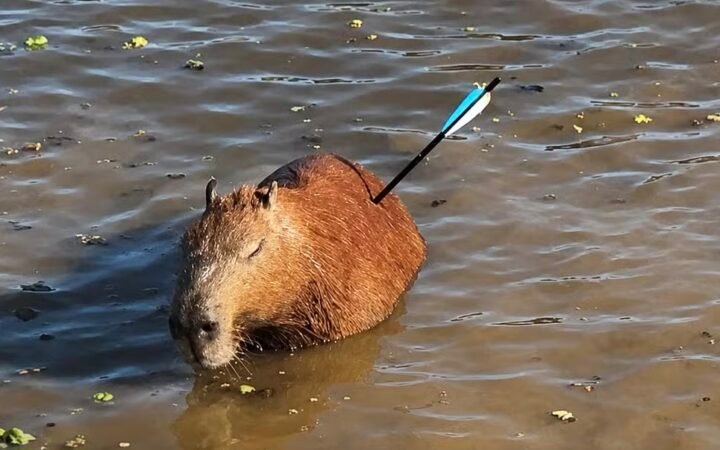 Capivara atingida por flecha morre após ser resgatada na Represa Guarapiranga, em SP
