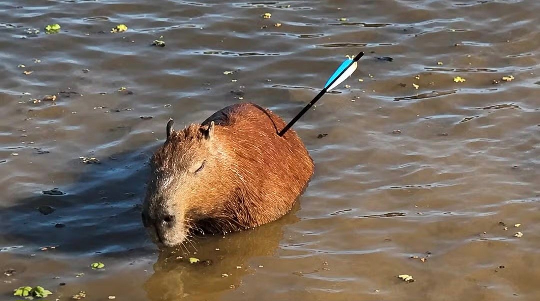 Capivara atingida por flecha morre após ser resgatada na Represa Guarapiranga, em SP