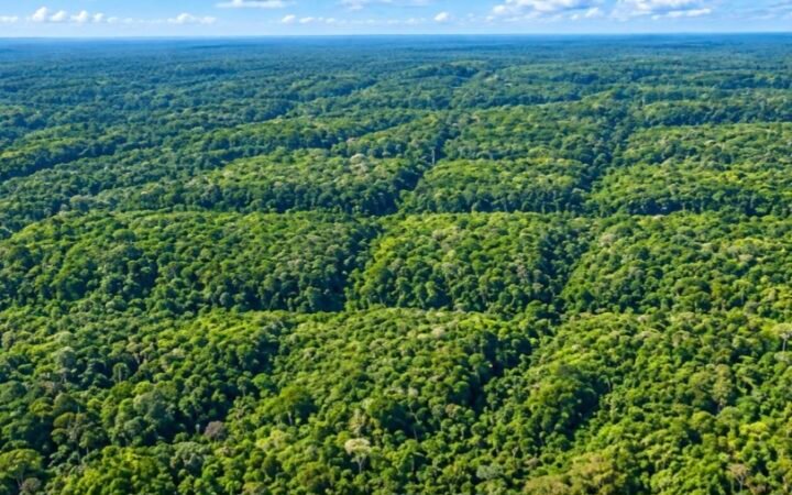 Ratanabá: Urandir Fernandes de Oliveira e Dakila Pesquisas mapeiam com LiDAR